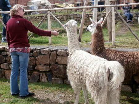 En zelfs lama's gezien!