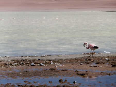 Ook nog wat flamingo's gespot!